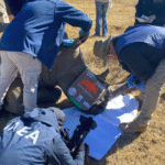 Proyecto Rinosótopos, insertando isótopos radiactivos en cuernos de rinocerontes (Fuente: Martin Klinenboeck/OIEA)