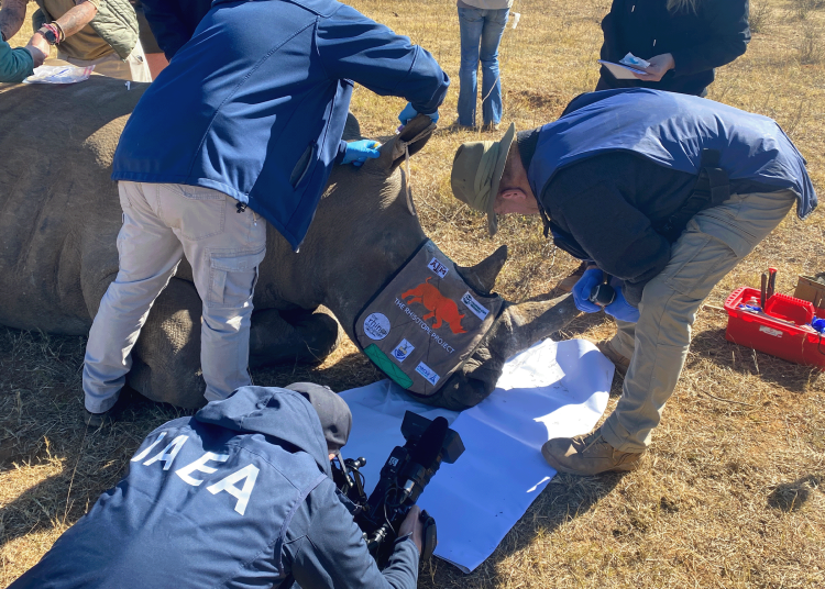Proyecto Rinosótopos, insertando isótopos radiactivos en cuernos de rinocerontes (Fuente: Martin Klinenboeck/OIEA)
