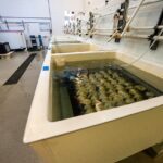Lo que los átomos de las almejas nos cuentas sobre los preligros de la acificación de los océanos