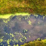 Eutrofización algas en el océano